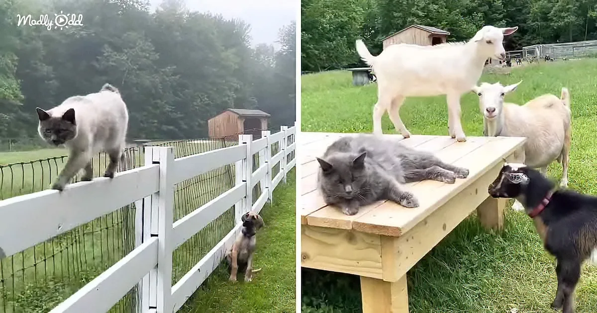 3 Cute Barn Kitties Turn Tightrope Walkers With Baby Goats & Puppies