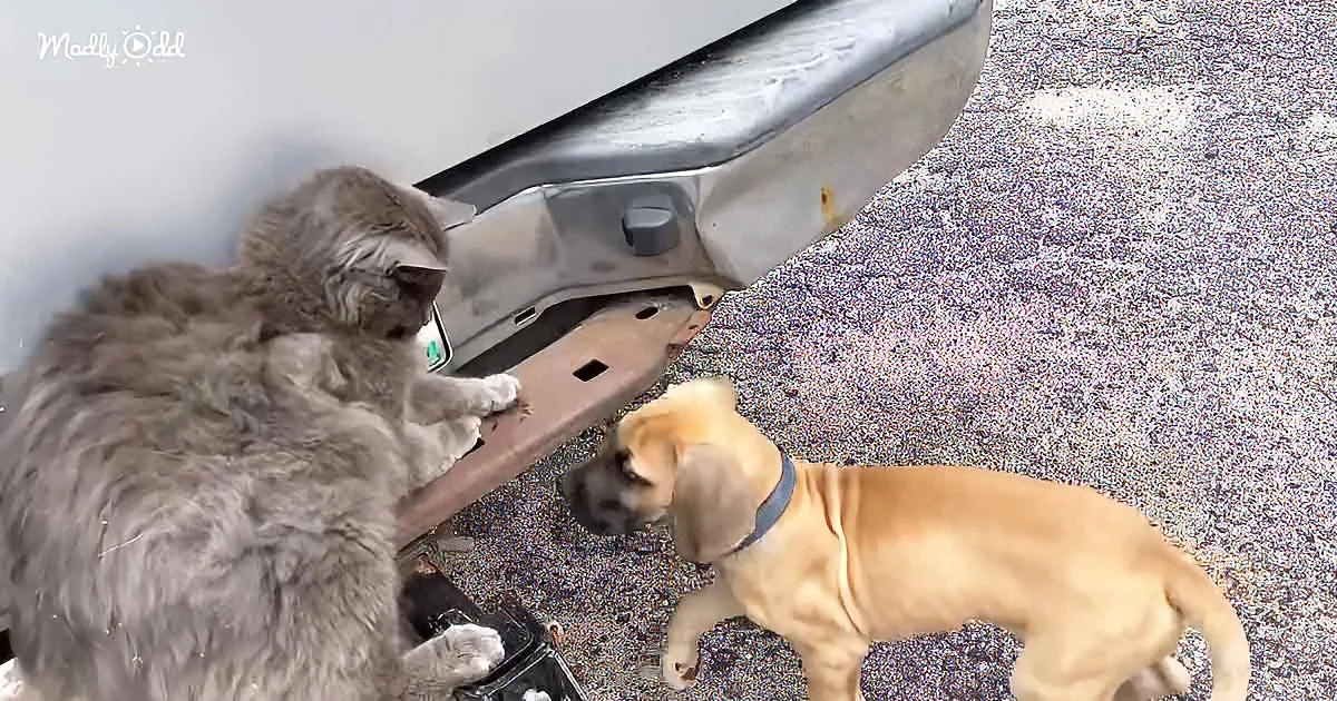A fluffy gray cat and a tan dog investigate a car's bumper and exhaust pipe on a gravel surface.