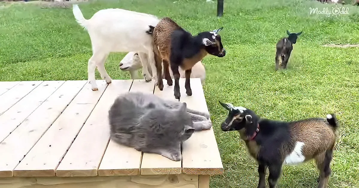 A gray cat lounges on a wooden bench as curious goats gather around, one wearing a red collar.