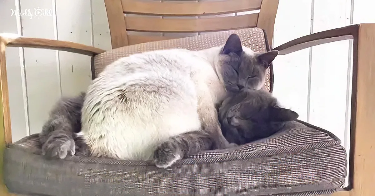 Two cats, one white and one gray, cuddle on a cushioned chair.