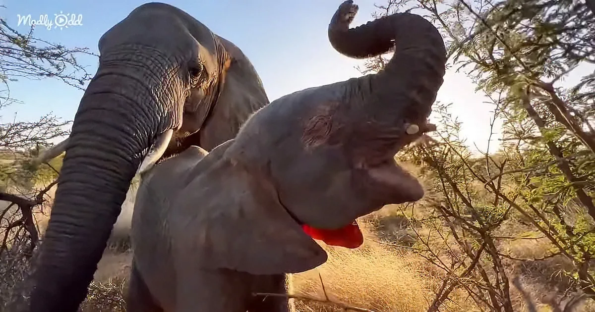 Baby Elephant Loses a Tooth & Revelation of the Herd's New Dynamics