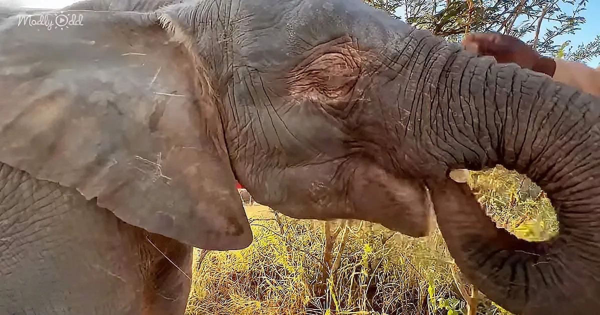 A close-up of an elephant's face with its trunk raised, surrounded by grass and trees.
