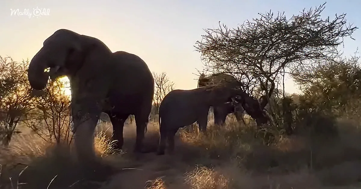Elephants graze in a savanna at sunset, silhouetted against the golden sky.
