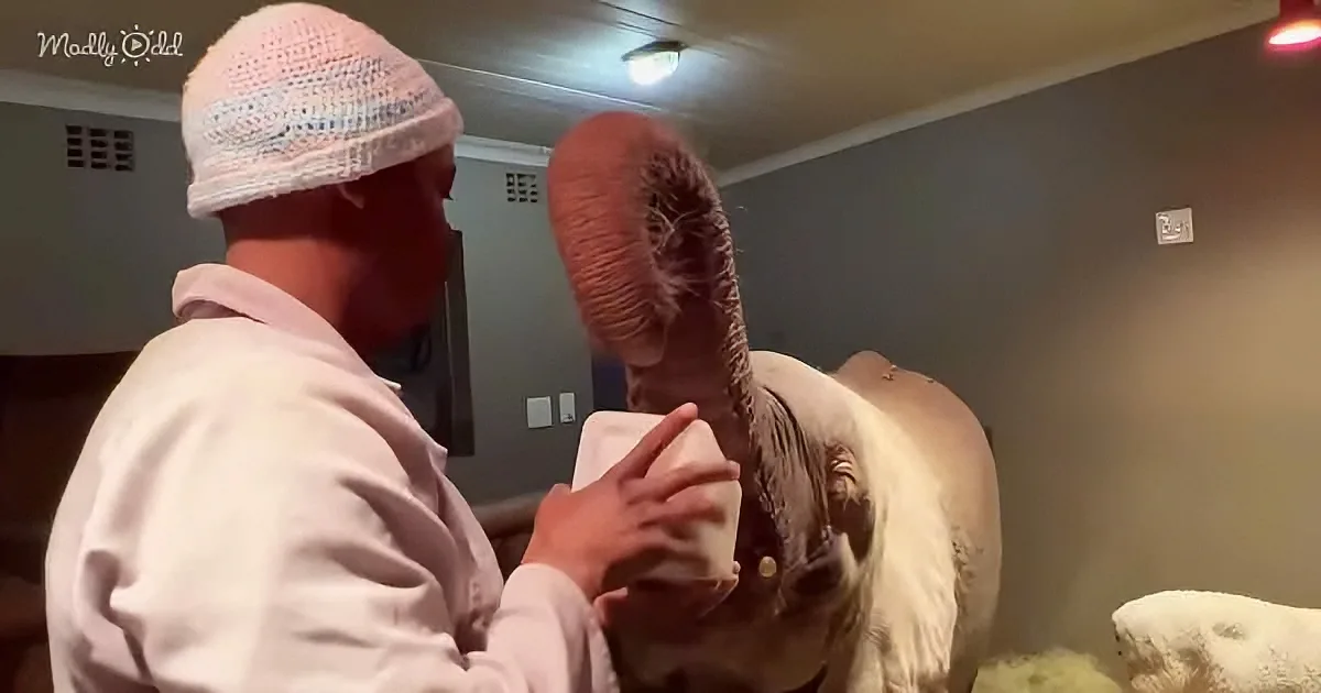 A man in a pink outfit and hat is feeding a baby elephant with a bottle.