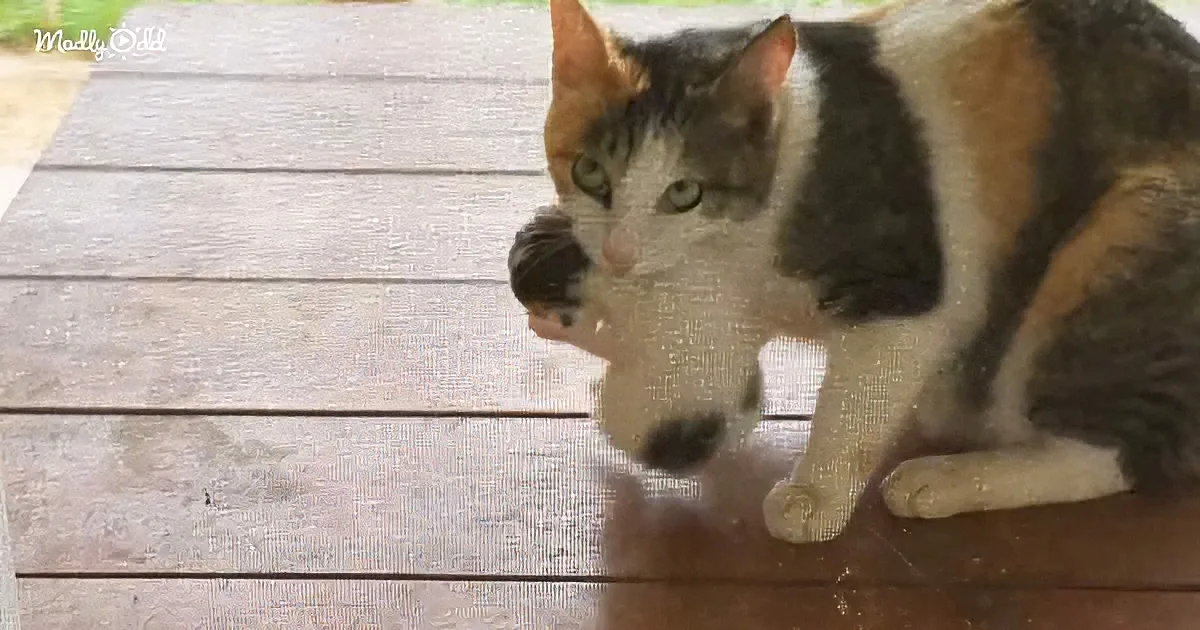 Mama Cat Walks up to Stranger's Door for Help With Her Newborn Kittens