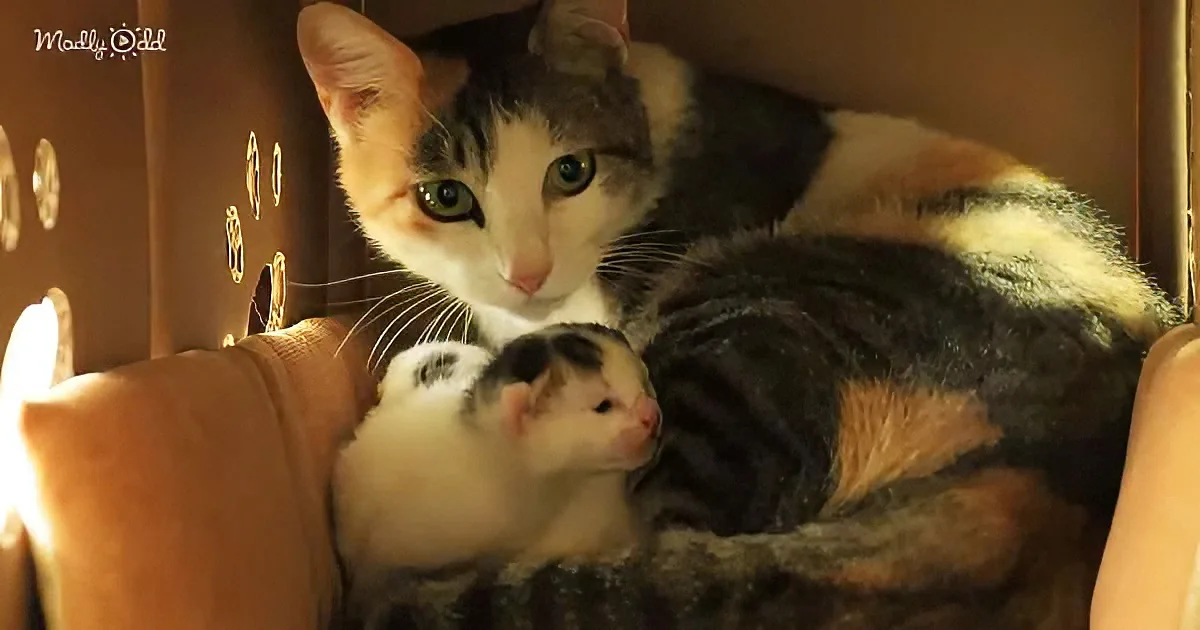 Mama cat and newborn kitten