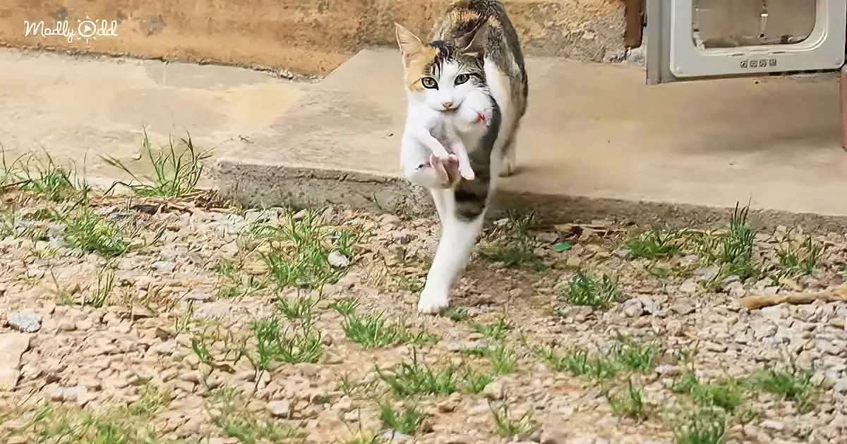 Mama cat and newborn kitten