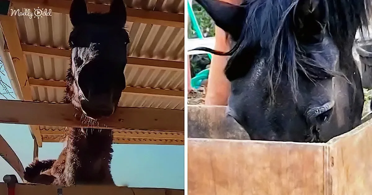 Senior Rescued Horse Hits the Snack Cupboard When His Rescuers Are Away