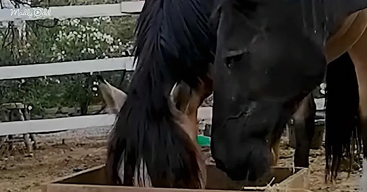 A black horse with a long mane is eating from a trough in a fenced area with other horses in the background.