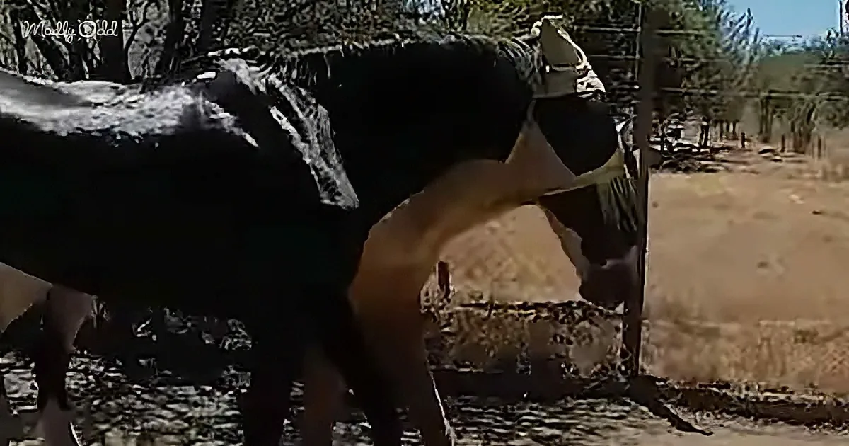 A cow with a white face and black body stands in a fenced area, looking down.