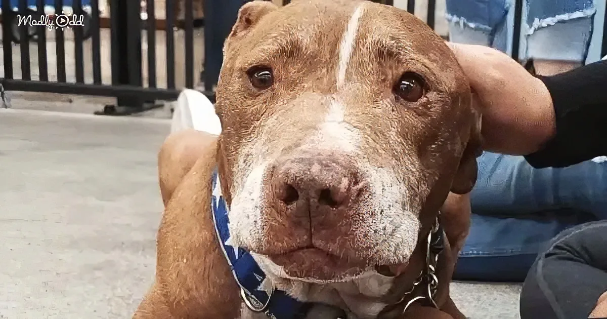 A brown dog with a white stripe on its face, wearing a blue collar, is being petted by a person.
