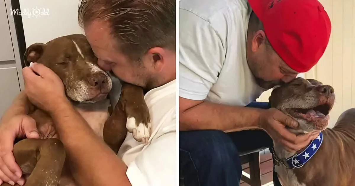 Senior Shelter Dog Is Desperate for Love