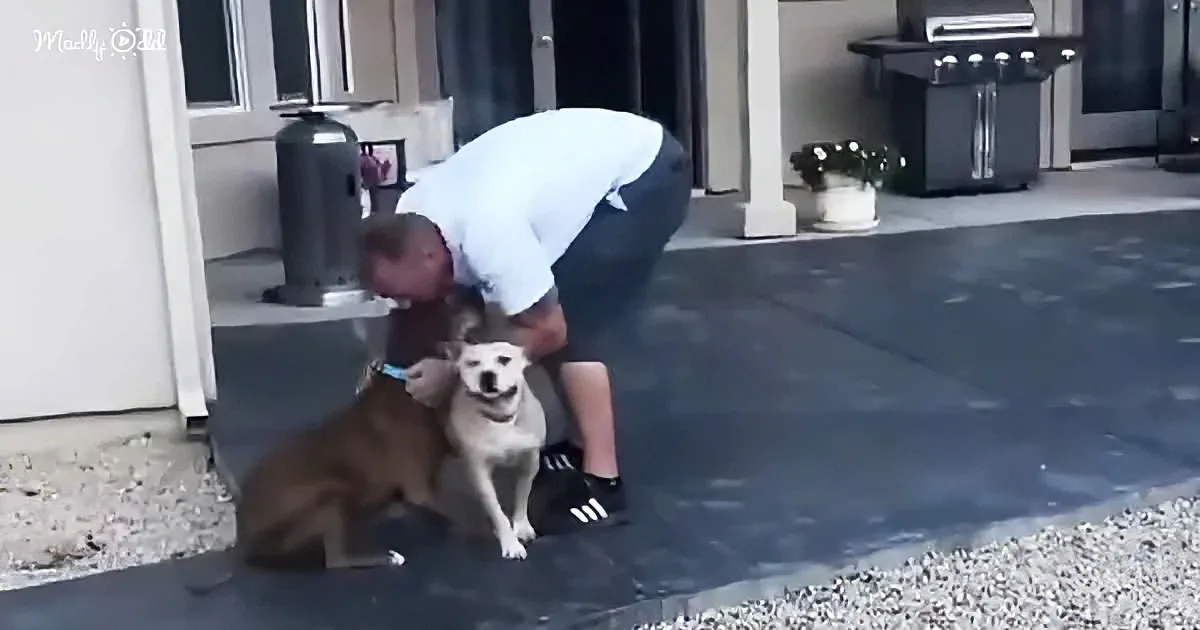 A man bends down to pet two dogs on a driveway near a house.