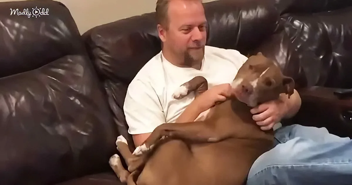 A man sits on a black leather couch, holding and petting a brown dog with white markings.