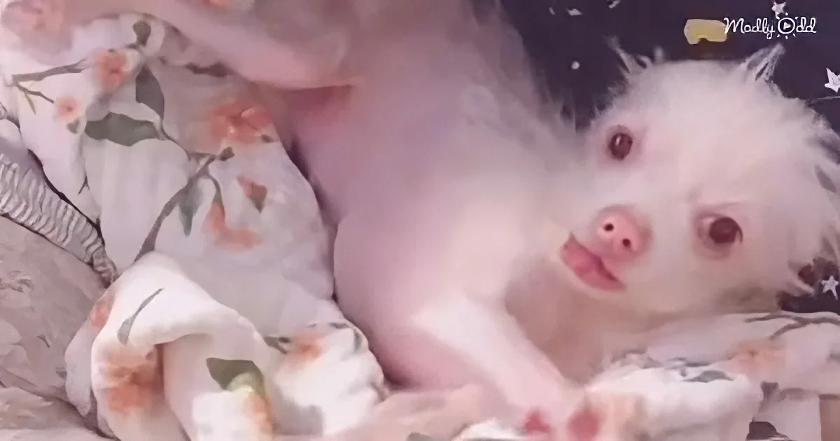 A fluffy white piglet with large eyes and pink snout rests on a floral-patterned blanket.