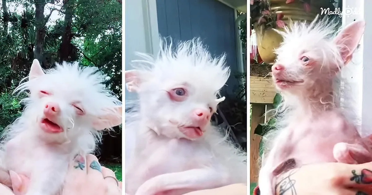 People Not Sure if Rescued Dog Is Actually a Dog