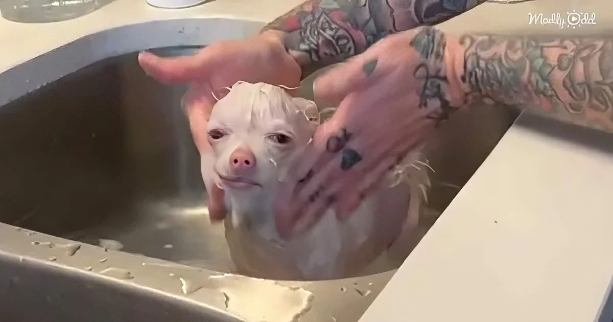 A small white dog with pink skin is being bathed in a sink by hands with tattoos.