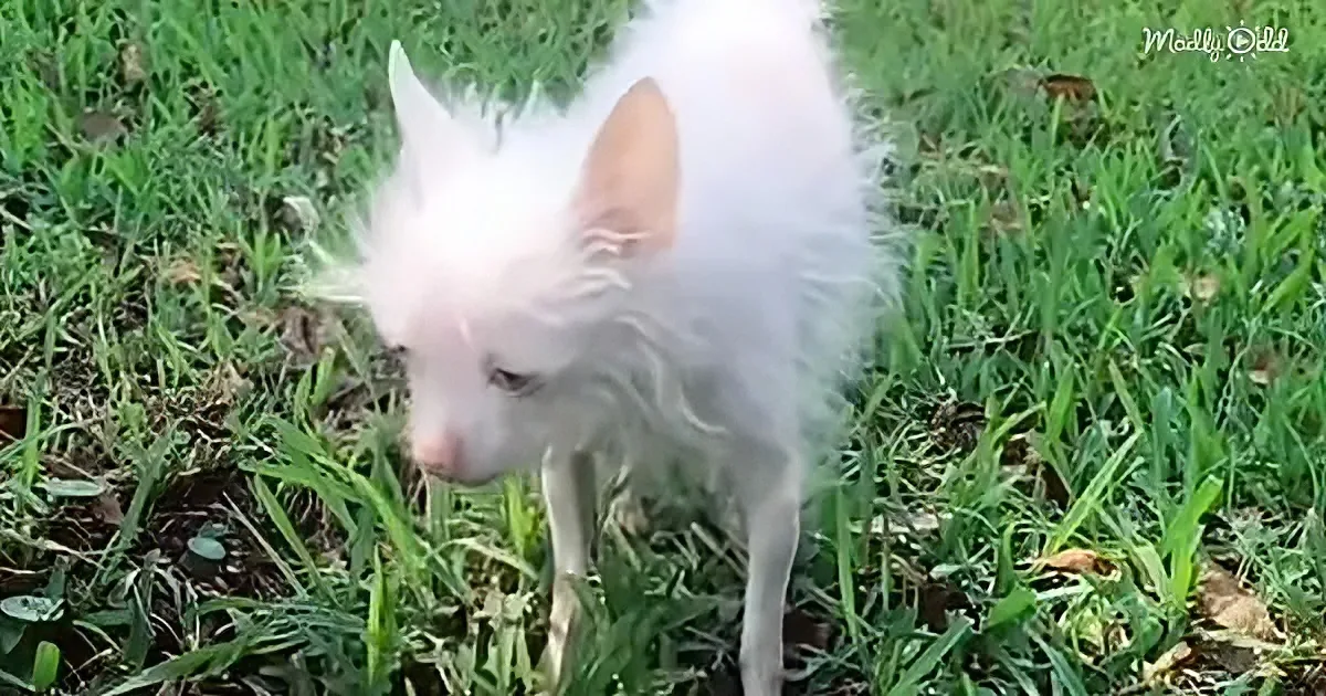 A small white dog with sparse fur stands on grass, looking slightly to the left.