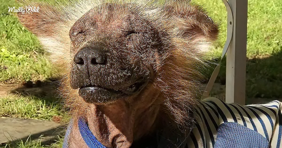 A close-up of a dog wearing a striped shirt and blue collar, with its eyes closed and a relaxed expression.