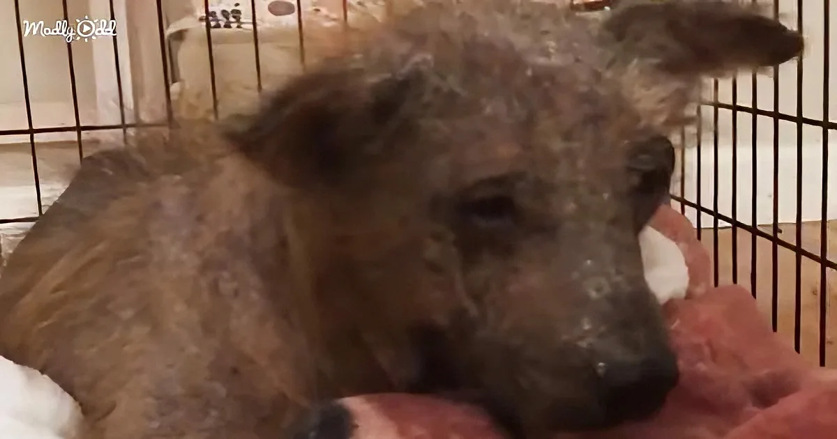 A dog with matted fur and a bandaged ear lies in a cage, appearing distressed.
