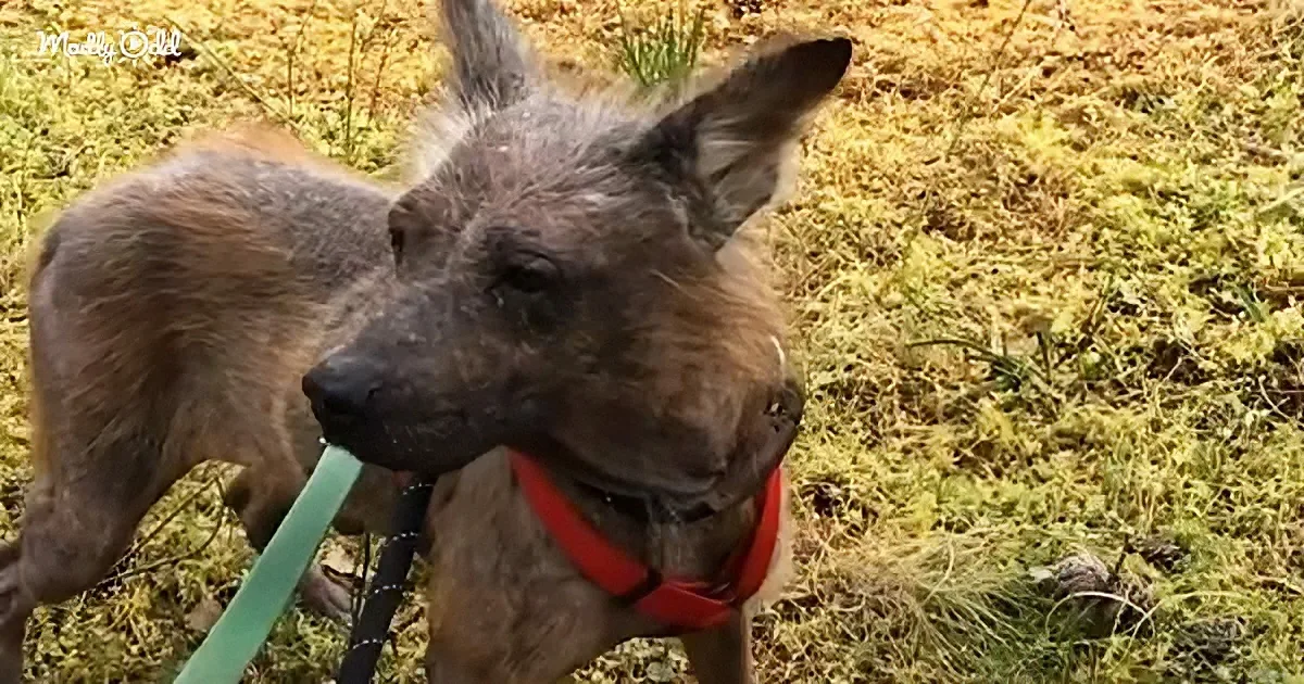 A dog wearing a red harness stands on grass, holding a green leash in its mouth.