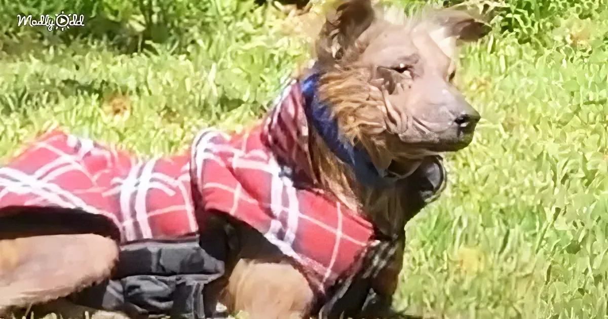 A dog wearing a red plaid jacket lies on grass, looking to the side with a calm expression.