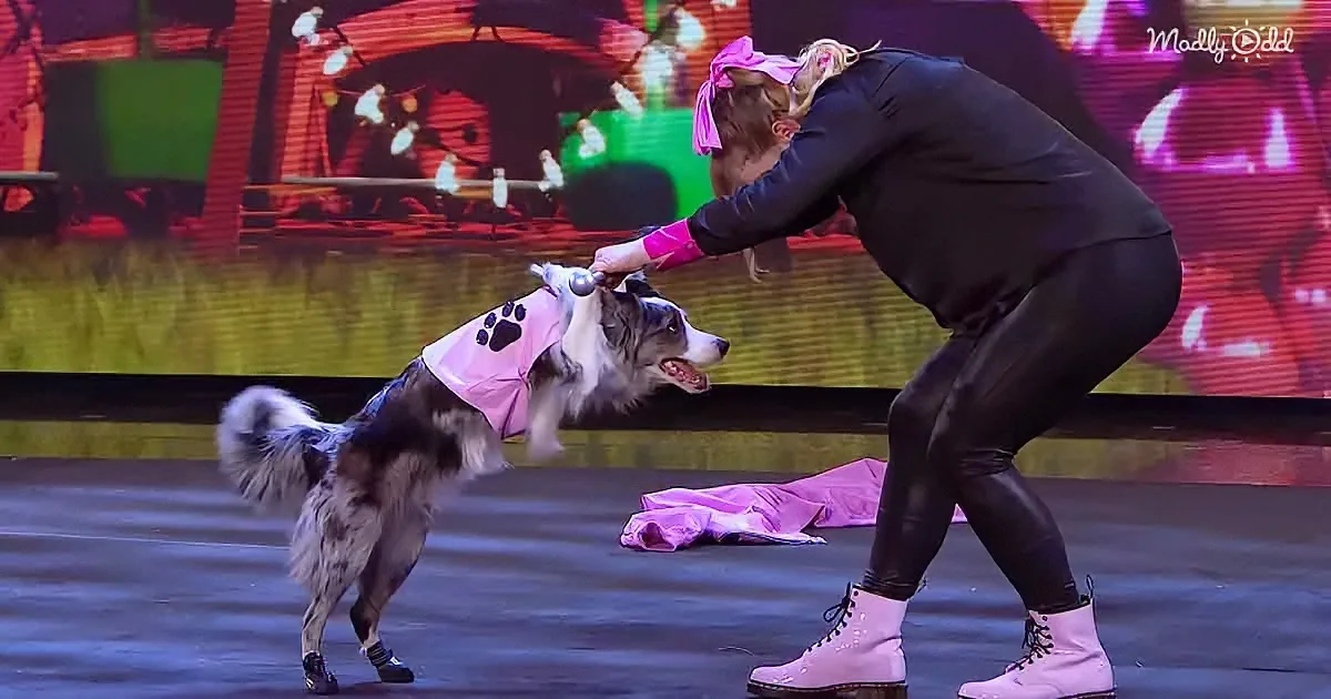 A woman in black bends down to pet a dog wearing a pink shirt on a stage.