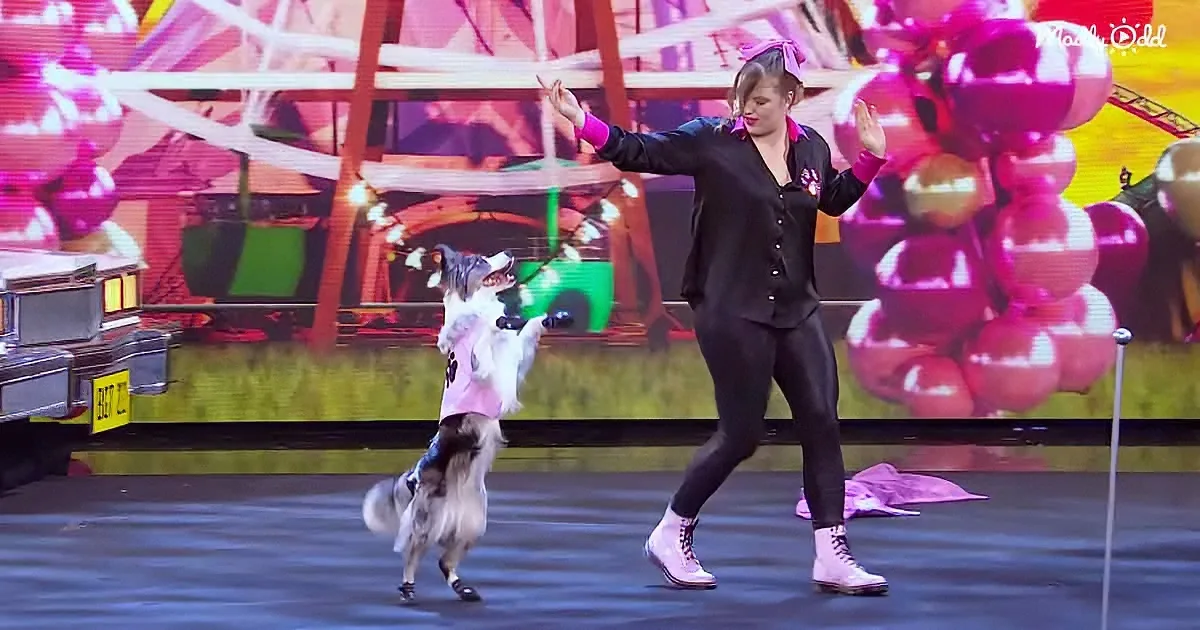 Border Collie Dazzles With Dog Tricks Unseen Before
