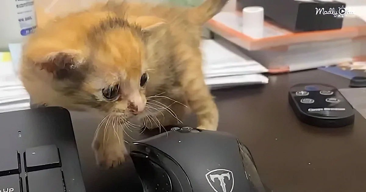 A curious orange kitten investigates a computer mouse on a desk, surrounded by office items.