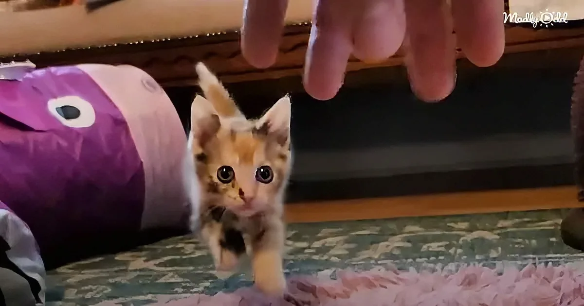 A curious orange kitten with large eyes walks towards a hand, near a purple toy and a patterned rug.