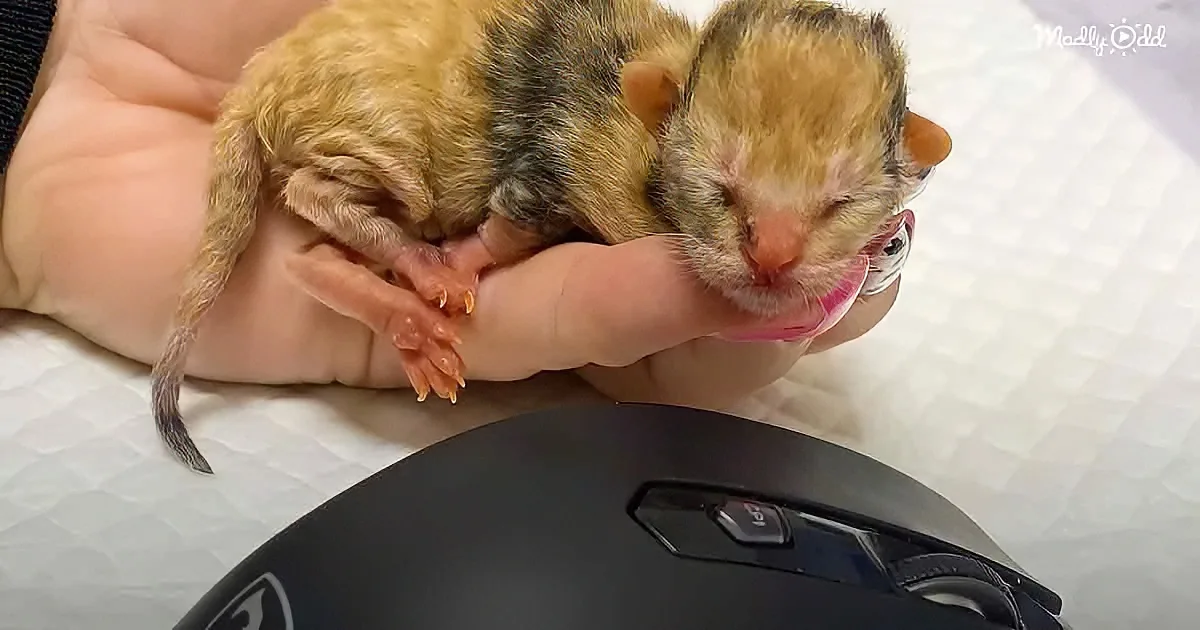 Tiny Premature Kitten Tells Foster Mom When Zoom Call Is Over