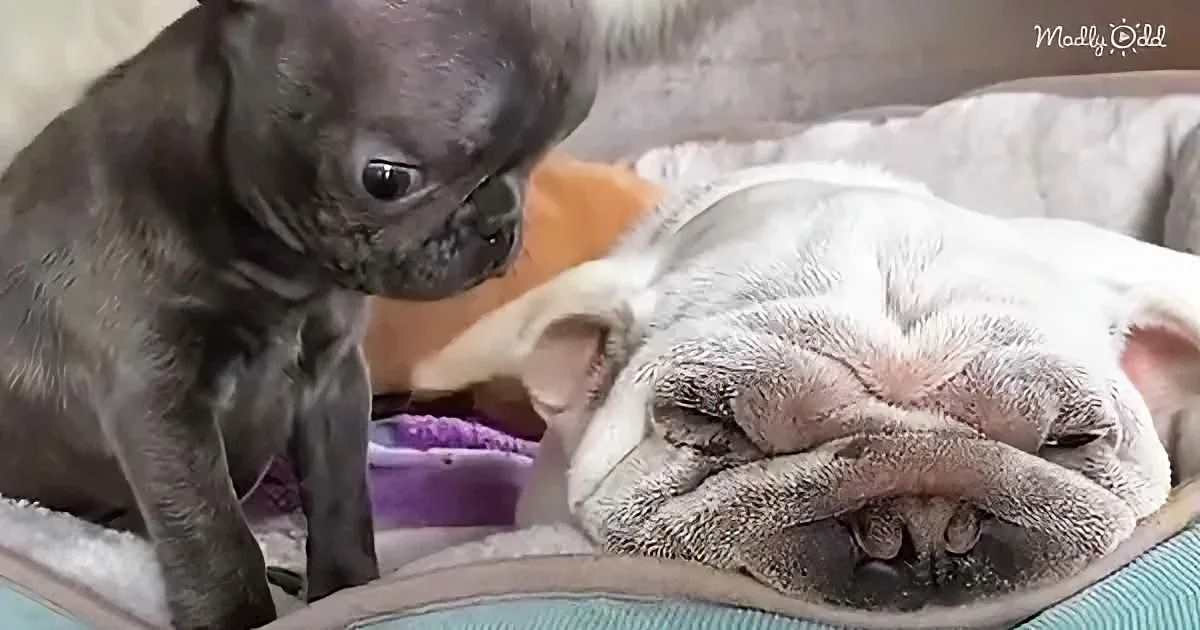 A small gray puppy curiously observes a larger white dog resting on a cushioned surface.