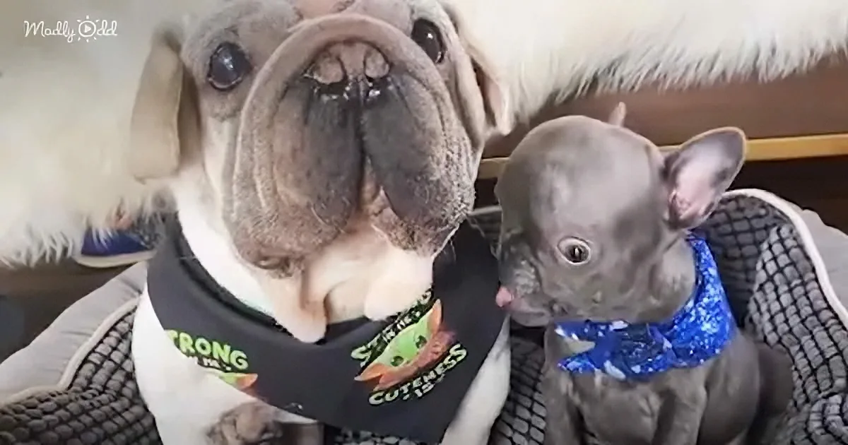 Rescue Dog Has the Most Weirdly Adorable Little Sister