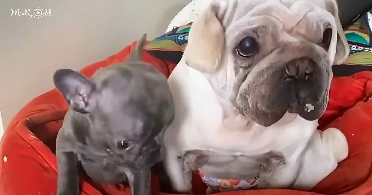 Two French Bulldogs, one gray and one white, sit together on a red cushion, looking slightly to the side.