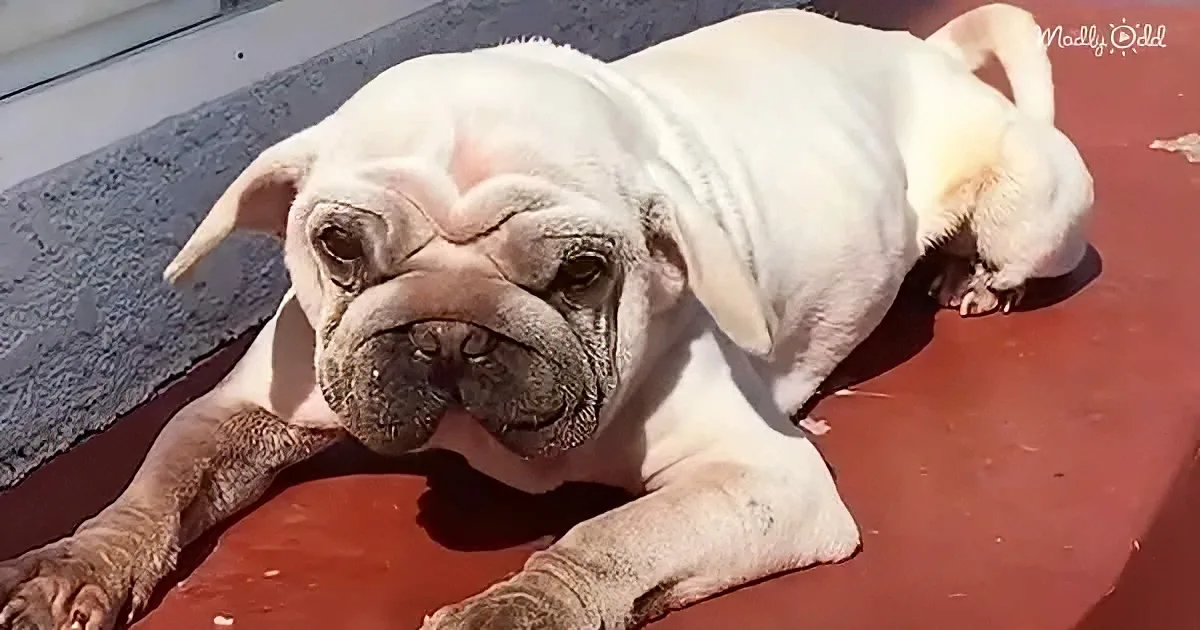 A white bulldog with a wrinkled face is lounging on a red surface, basking in the sun.