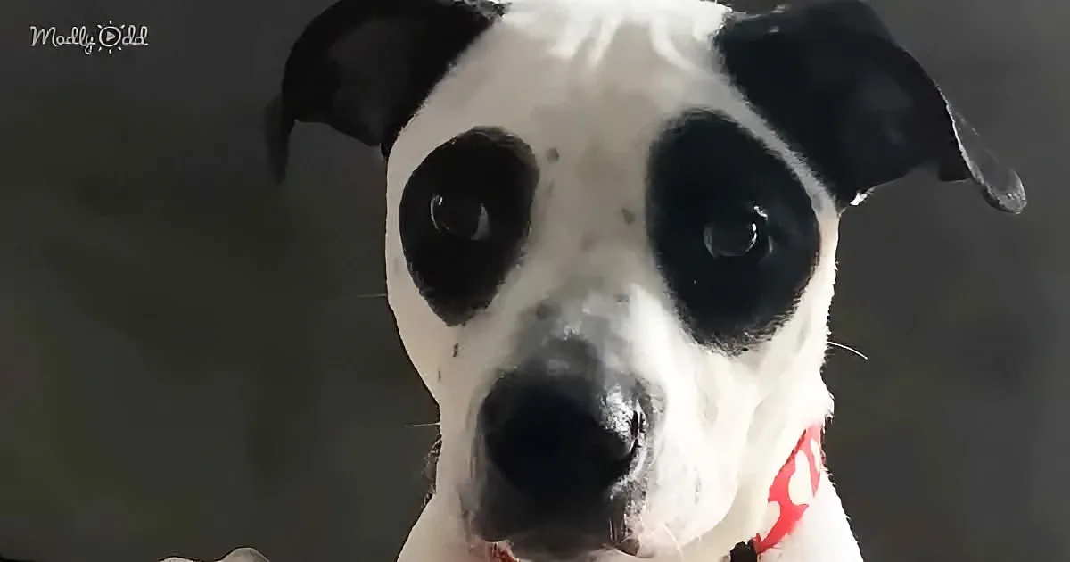 A close-up of a black and white dog with a red collar, looking directly at the camera.
