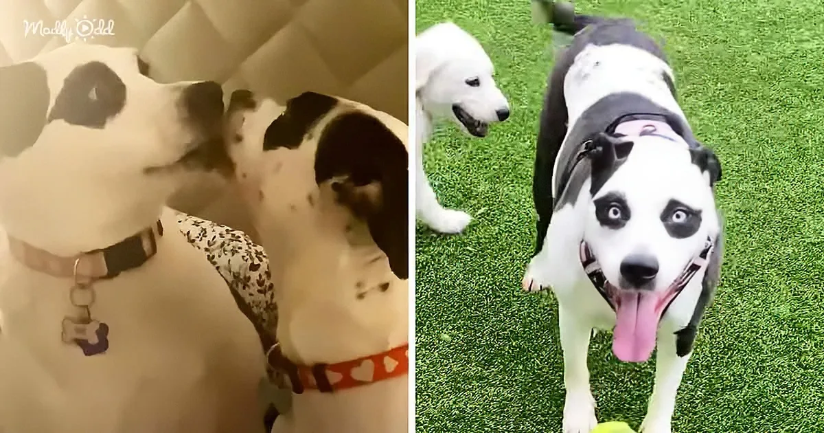 Two dogs, one with a heart-patterned collar, stand on a green surface, looking up with expressive faces.