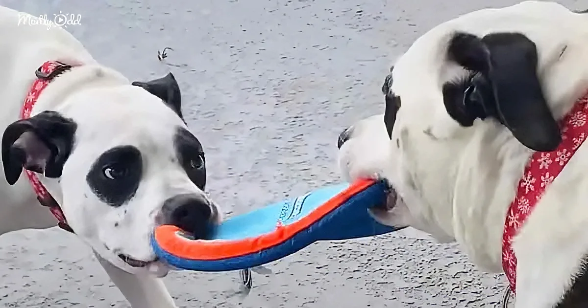 Two white dogs with black spots playfully tug on a blue and orange toy on a wet pavement.