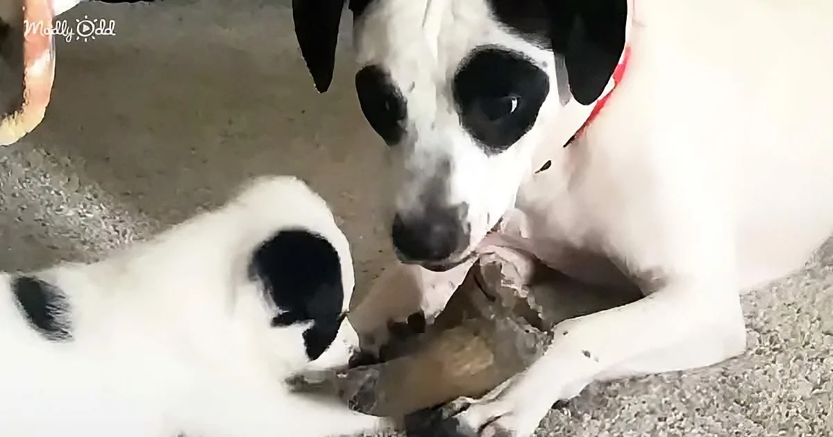 A white and black dog with a red collar is chewing on a bone on the floor.