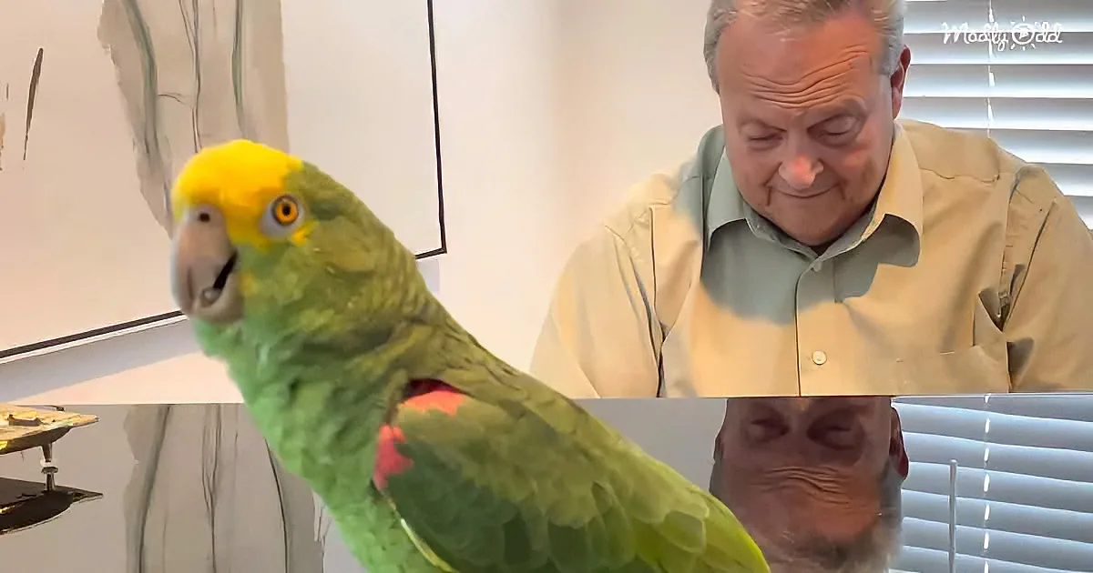A vibrant green parrot with a yellow head perches near a man in a light shirt, both in a room with blinds and artwork.