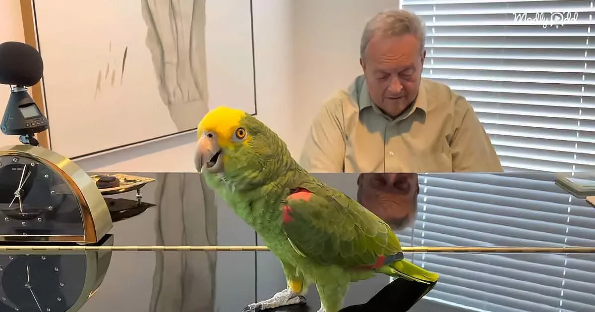 Tico the Parrot Performs Jazz Scat Singing 'Makin' Whoopee'