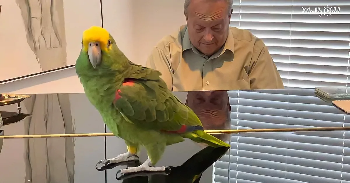 A vibrant green parrot with a yellow head perches on a stand, while a man in a light shirt looks down.