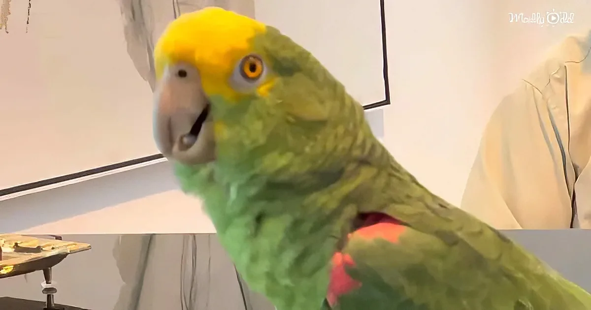 A vibrant green and yellow parrot perches indoors, its beak slightly open, against a white wall backdrop.