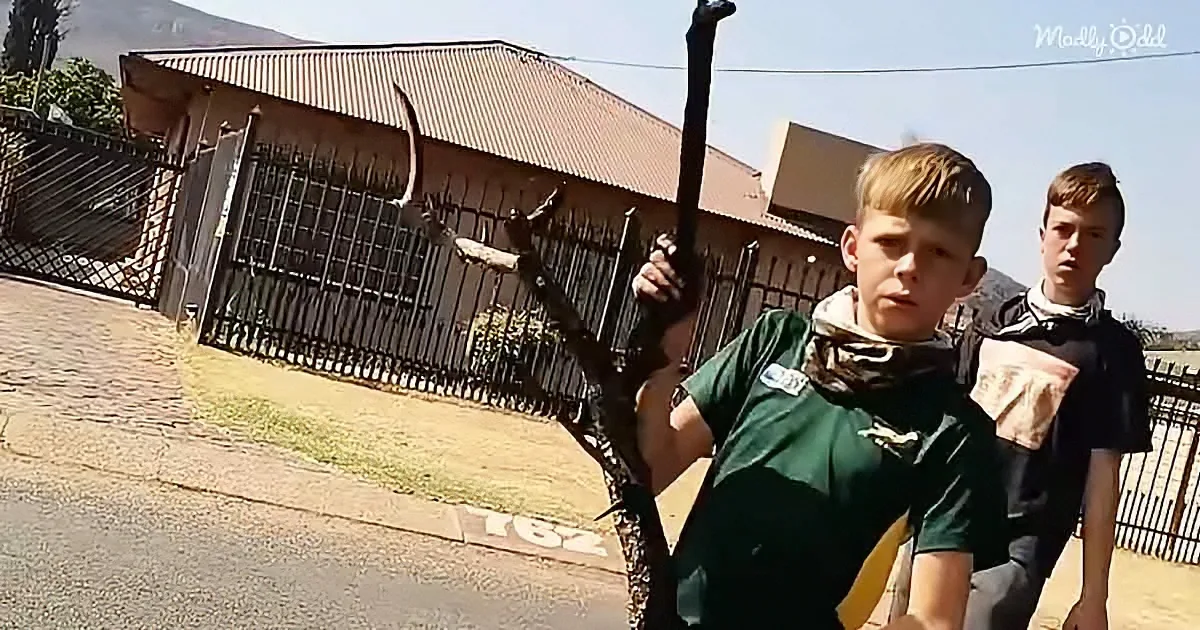 Stranger Finds 2 Boys Picking Wood. the Reason Will Tear You Up