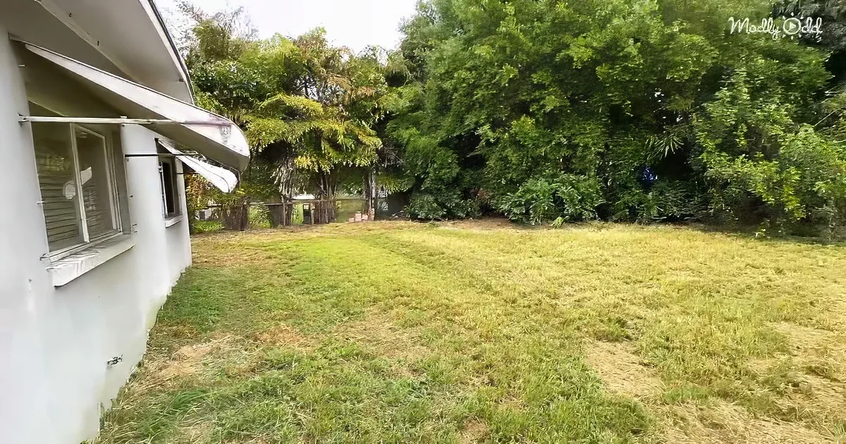A grassy yard with a white house on the left and dense green trees in the background.