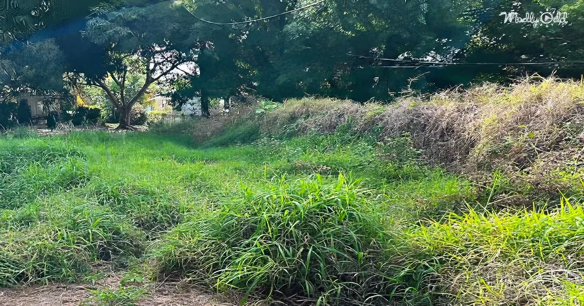 A lush green field with tall grass and a dense tree line in the background.