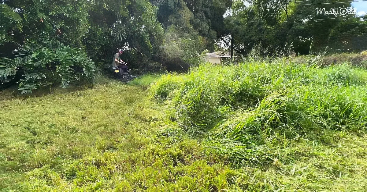 A man mows tall grass with a lawnmower in a lush, green yard.