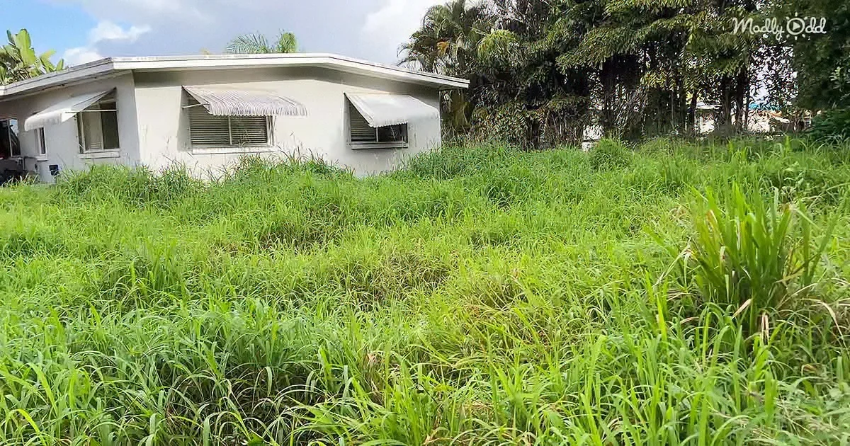 Nobody Would Mow 'Nightmare Yard' for This Kind Lady
