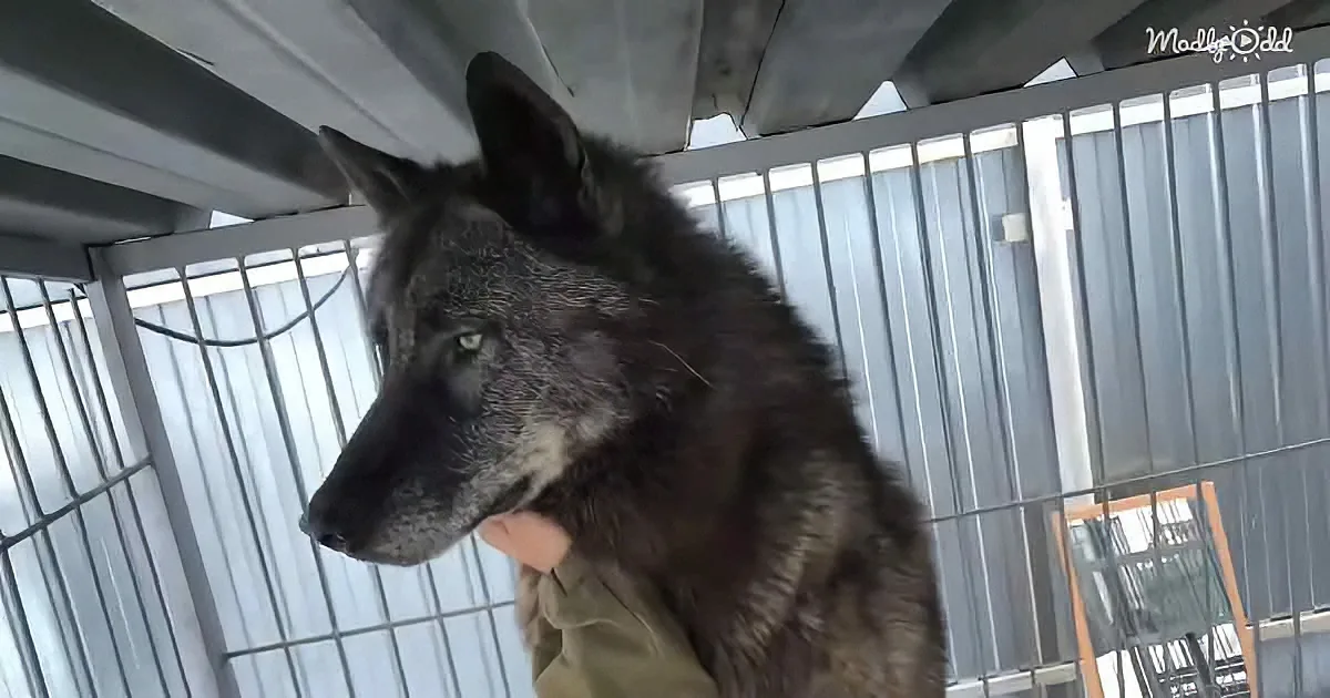 Black Canadian Wolf