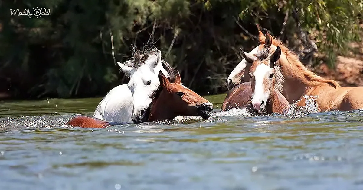 Four horses, including a white one, are swimming in a body of water near a forested area.